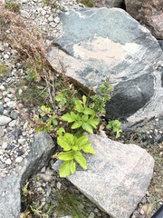 Ligusticum scothicum