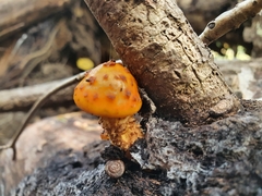 Pholiota aurivella