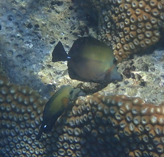 Zebrasoma scopas
