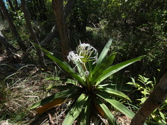 Crinum pedunculatum