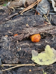 Pholiota aurivella