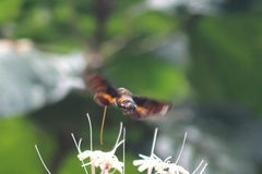 Macroglossum