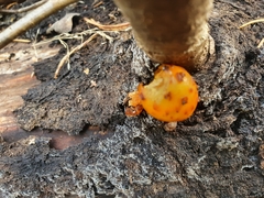Pholiota aurivella
