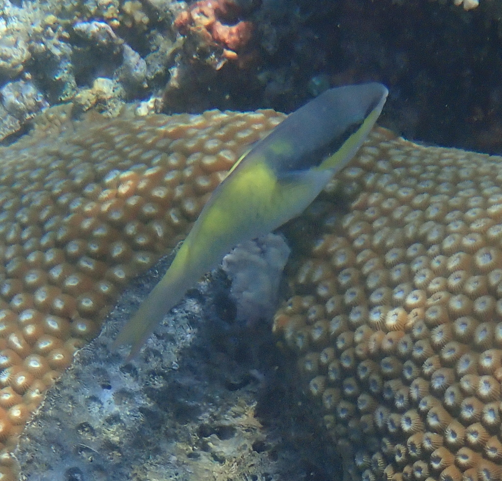 Blue Parrotfish