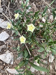 Chamaesaracha edwardsiana