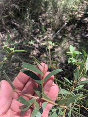 Acacia excelsa