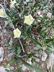 Chamaesaracha edwardsiana