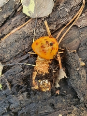 Pholiota aurivella