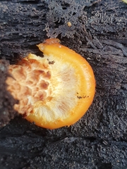 Pholiota aurivella