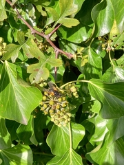 Mesembrina meridiana