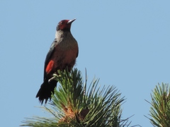 Melanerpes lewis