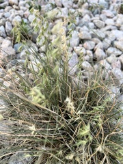 Bouteloua rigidiseta
