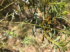 Acacia decora