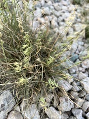 Bouteloua rigidiseta