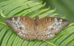 Euthalia monina