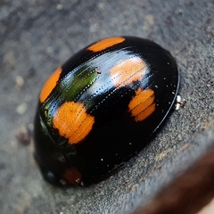 Paropsisterna sexpustulata