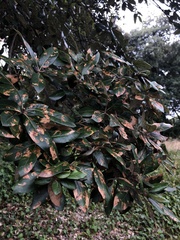Quercus ilex