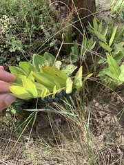 Polygonatum odoratum