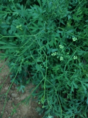 Saposhnikovia divaricata