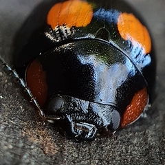 Paropsisterna sexpustulata