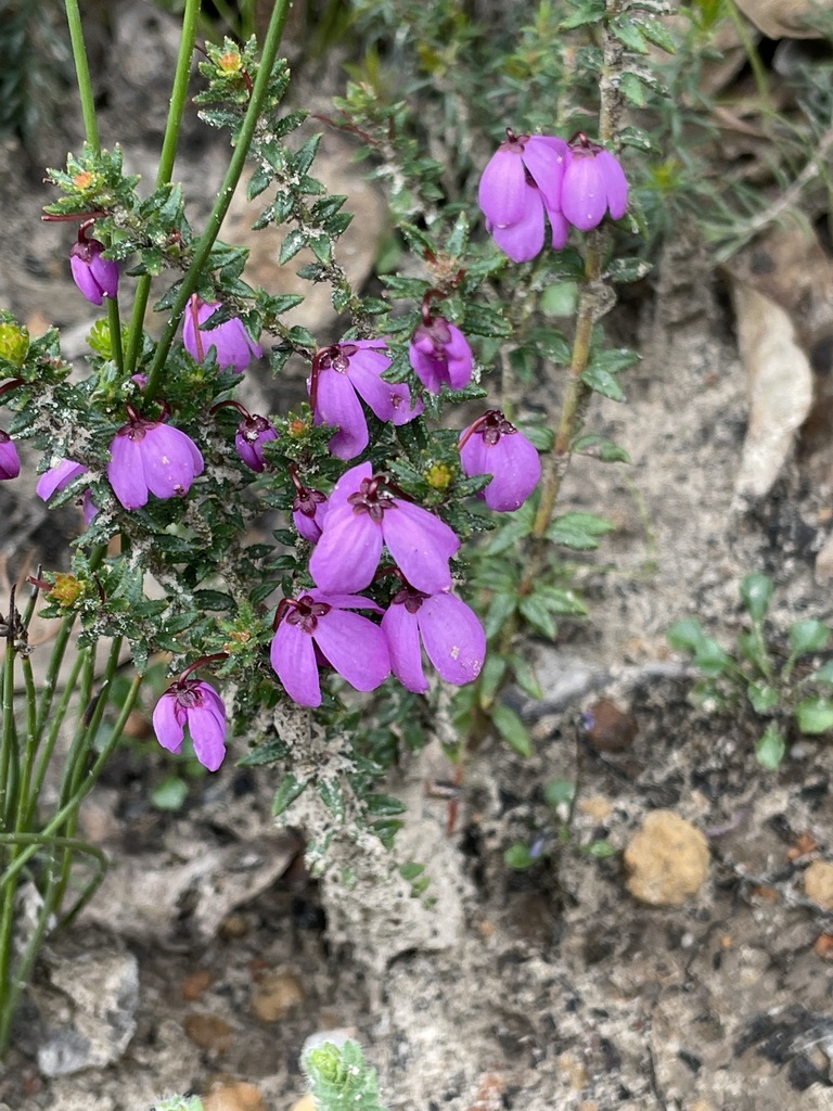 Kangaroo Island tetratheca