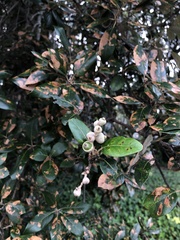 Quercus ilex