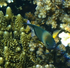 Plectroglyphidodon dickii