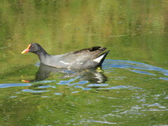 Gallinula chloropus meridionalis