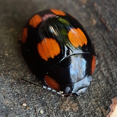 Paropsisterna sexpustulata