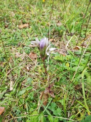 Gentianella germanica