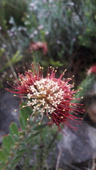 Leucospermum wittebergense