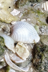 Chione elevata