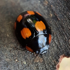Paropsisterna sexpustulata