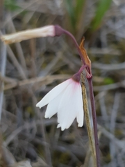 Acis autumnalis