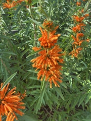 Leonotis