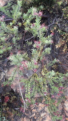 Leucospermum wittebergense