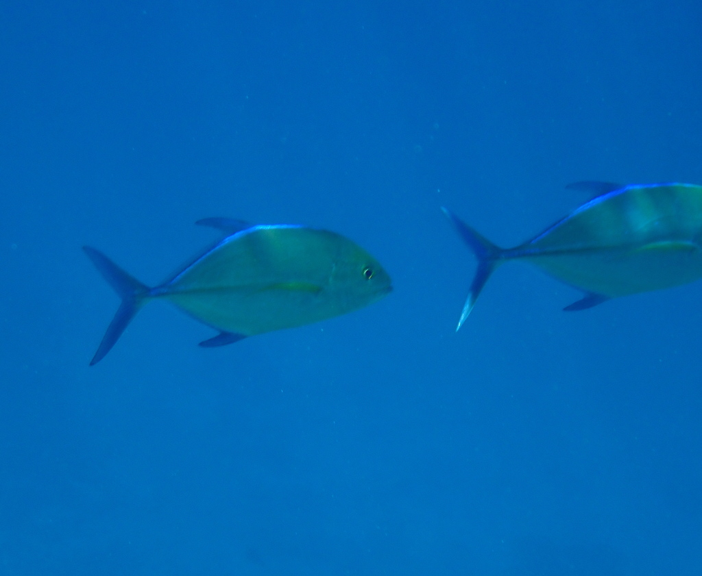 Bluefin trevally