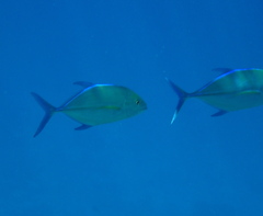 Caranx melampygus