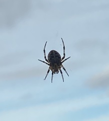 Araneae