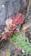 Leucospermum wittebergense