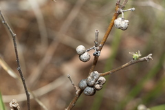 Grewia latifolia