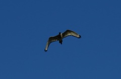 Threskiornis aethiopicus