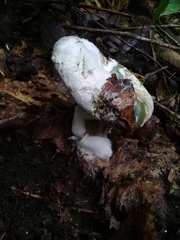 Lactarius indigo