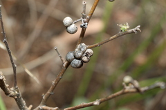 Grewia latifolia