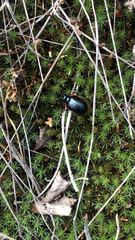 Chrysolina rossia