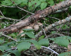 Troglodytes hiemalis