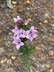 Boronia edwardsii