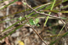 Grewia latifolia