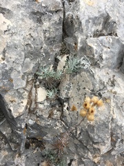 Helichrysum stoechas