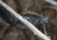 Ischnura fountaineae